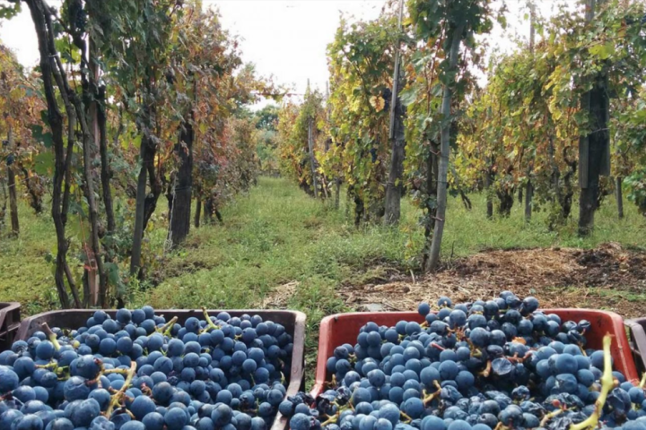 a pile of fruit on a rock