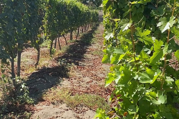 vineyard sorrento food tours