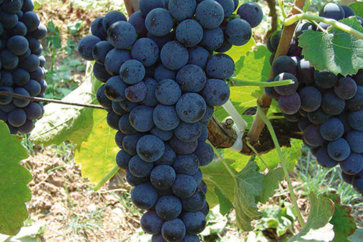 Aglianco grapes Sorrento Food Tours