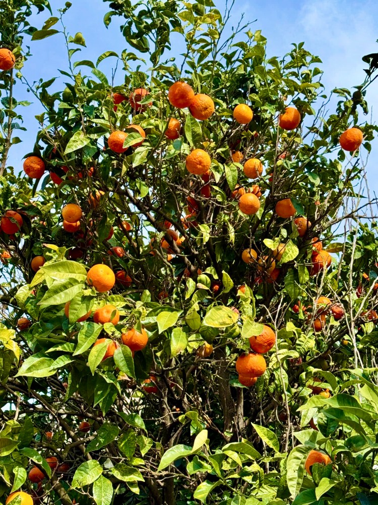 Sorrento Food Tours Mandarancia- mandarino orange 