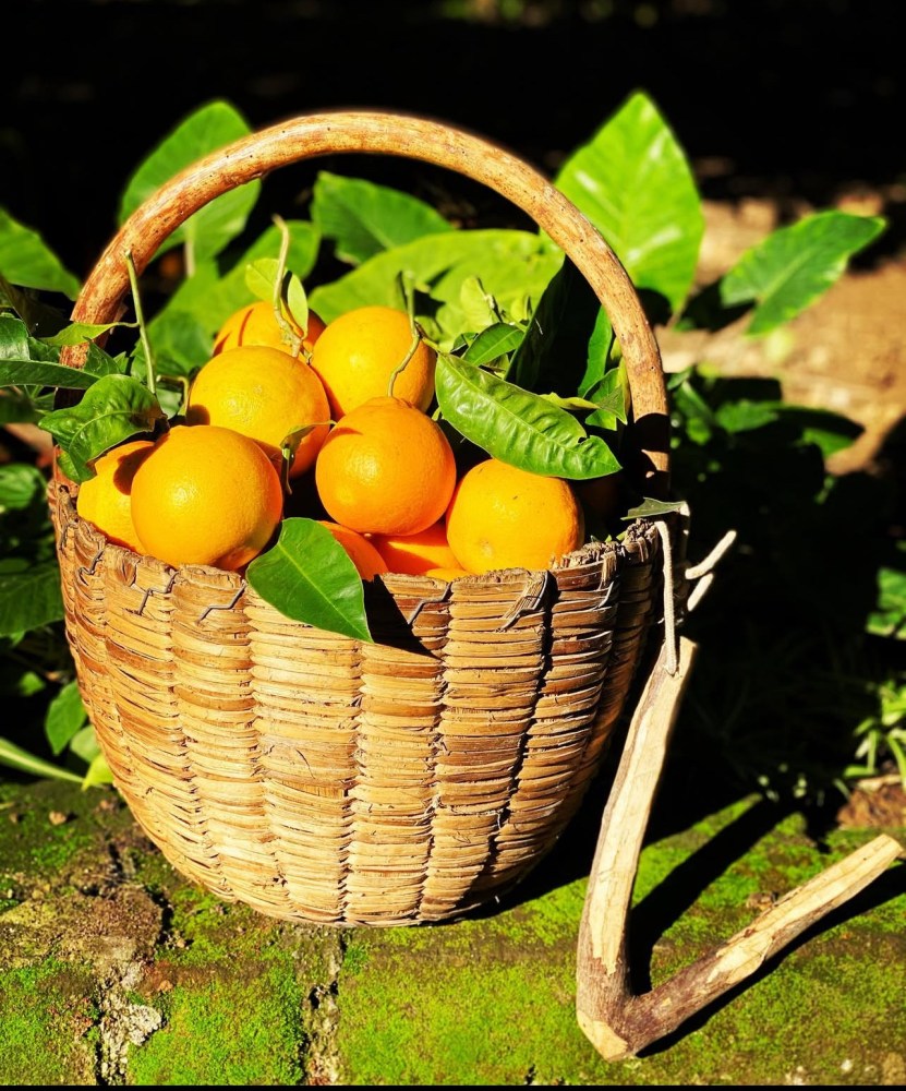 Sorrento Food Tours Oranges 